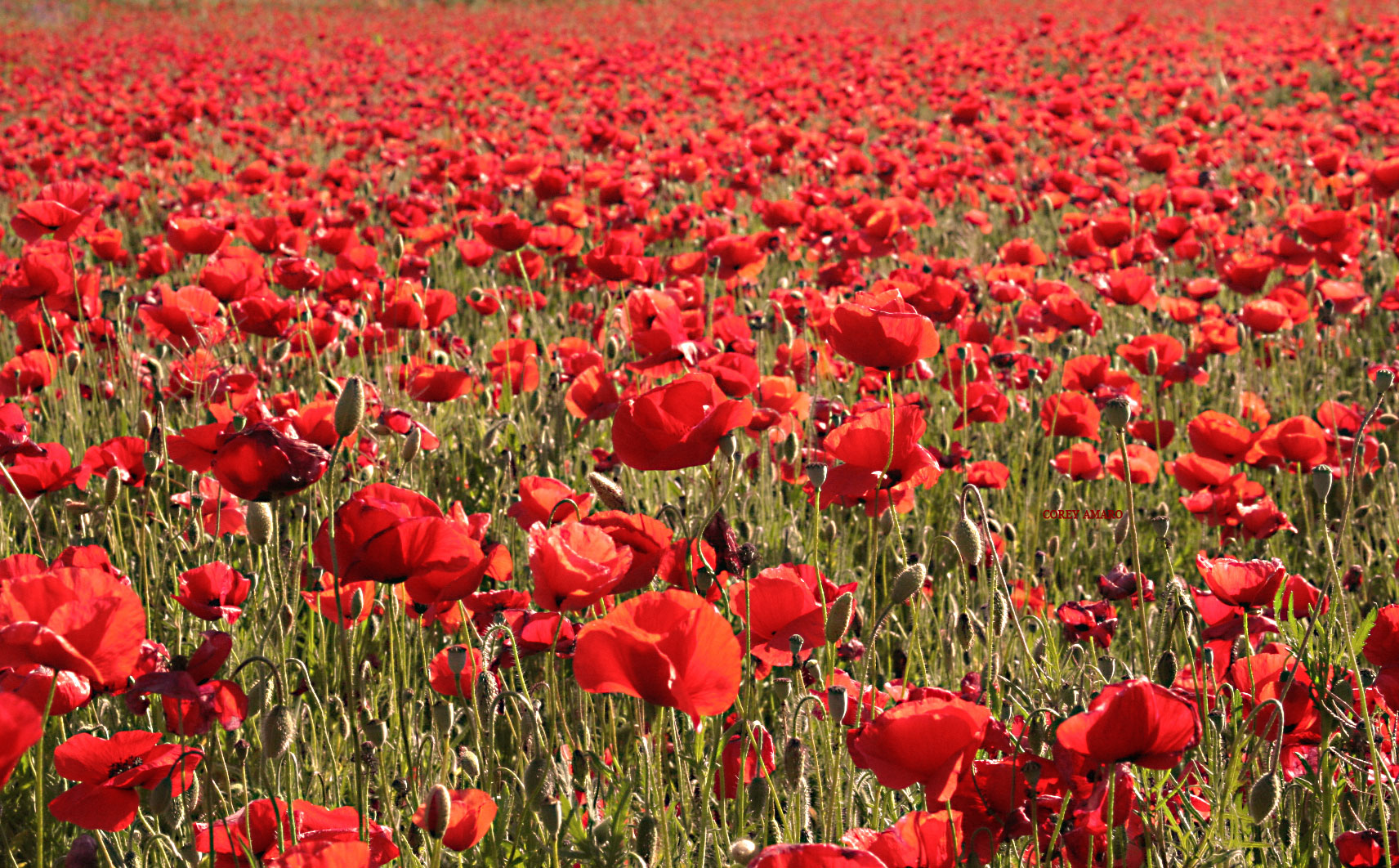 A field of red poppies in France.  Photo by Corey Amaro