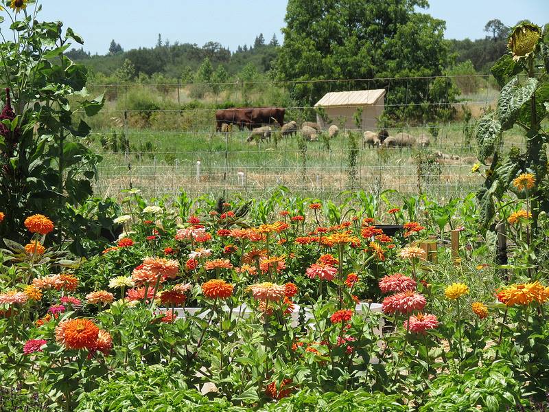 Soil Born Farm